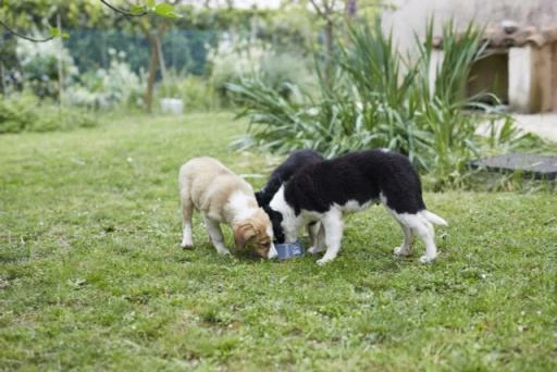 HPM Veterinary Junior Special Large 5 HPM Veterinary Junior Special Large – Image 3