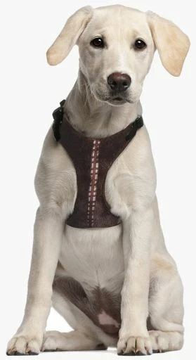 For Fan Pets Harnais Chewbacca Star Wars 8 For Fan Pets Harnais Chewbacca Star Wars – Image 6