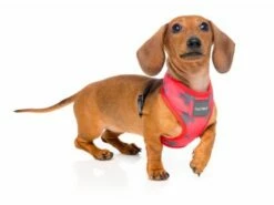 FuzzYard Harnais El Fuego Yeezy Pour Chiens 6 FuzzYard Harnais El Fuego Yeezy Pour Chiens -Miscota Soldes Boutique arnes para perro el fuego yeezy 2 g