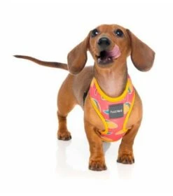 FuzzYard Harnais Pour Chien Hey Esse -Miscota Soldes Boutique arnes para perro hey esse 3 g