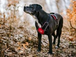 Julius K9 Arnes IDC Longwalk Rouge -Miscota Soldes Boutique arnes para perro rojo longwalk 6474c4f03f8e7 g