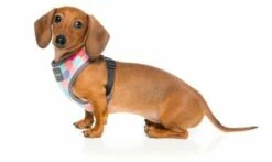 FuzzYard Harnais Pour Chiens The Hive -Miscota Soldes Boutique arnes para perro the hive 2 g