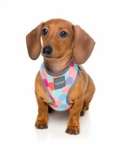 FuzzYard Harnais Pour Chiens The Hive -Miscota Soldes Boutique arnes para perro the hive 4 g