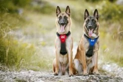 Julius K9 Arnes IDC Longwalk Bleu -Miscota Soldes Boutique arneses IDC para perros 64786e00eecfd g