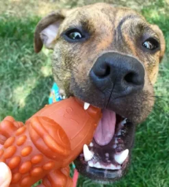 Whimzees Snack Dentaire Pour Chien 11.7cm En Forme De Crocodile -Miscota Soldes Boutique at jordyonpoint 1 62ce9e9a9093b g