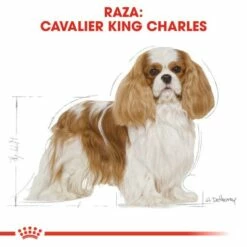 Royal Canin Cavalier King Charles Adult 14 Royal Canin Cavalier King Charles Adult -Miscota Soldes Boutique cavalier king charles adult 5 g