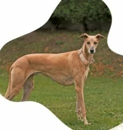 Bull Collier Pour La Tribu Des Lévriers -Miscota Soldes Boutique collar galgo tribu perro 64997709d04d8 g