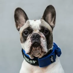 Julius K9 Couleur Du Collier : Gris Avec Poignée Bleue -Miscota Soldes Boutique collar julius para perro 62dfd47bb4582 g