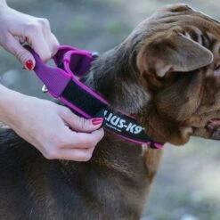 Julius K9 Collier Couleur Et Gris Avec Poignée Rose -Miscota Soldes Boutique collar julius rosa con mango 62dfd50b00782 g