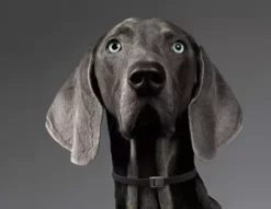 Calier Collier Antiparasitaire Merlin Pour Grands Chiens -Miscota Soldes Boutique collar merlin para perro 63eccd40796df g