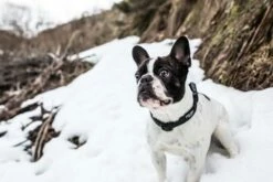 Julius K9 Collier En Nylon Avec Anneau Noir -Miscota Soldes Boutique collar para perro negro 6304f0258c0fa g