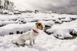 Julius K9 Collier En Nylon Avec Anneau Rouge 8 Julius K9 Collier En Nylon Avec Anneau Rouge -Miscota Soldes Boutique collar rojo perro en la nieve 6304ef6c12c94 g