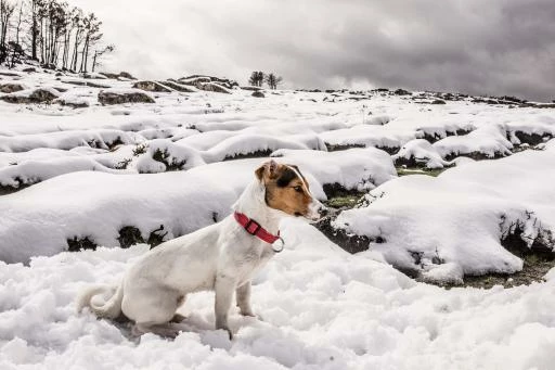 Julius K9 Collier En Nylon Avec Anneau Rouge 5 Julius K9 Collier En Nylon Avec Anneau Rouge – Image 3