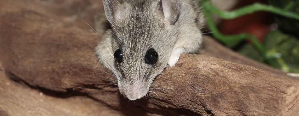Miscota Soldes Boutique -Miscota Soldes Boutique comment eloigner les rongeurs de la maison et du jardin 1030x400 1