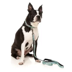 FuzzYard Collier En Néoprène Pour Koalas De Dreamtime -Miscota Soldes Boutique correa de neopreno 63f494c8285bb g