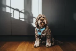 Hunter Divo Bleu Arné -Miscota Soldes Boutique divo5 1024x1024 at 2x 6387fb713b58c g