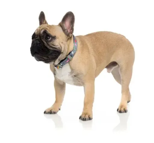 FuzzYard Collier En Néoprène Coachella 4 FuzzYard Collier En Néoprène Coachella – Image 2