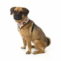 FuzzYard Arnes Go Nuts -Miscota Soldes Boutique fuzzyard harness gonuts dog 3 1 622b13f8d1228 g