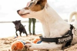 Julius K9 IDC Harnais Bande Rouge -Miscota Soldes Boutique img 3015 62722dd6a485d g