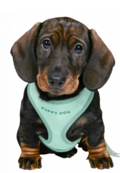 Trixie Harnais Rembourré Avec Des Chiots Verts à La Menthe 21 Trixie Harnais Rembourré Avec Des Chiots Verts à La Menthe -Miscota Soldes Boutique menta 644ef4a852e3c g