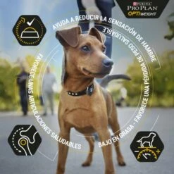 Pro Plan Optiweight All Size Adult Light & Sterilised Au Poulet -Miscota Soldes Boutique optiweight adult de pollo 2 g