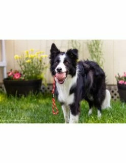 Julius K9 Balle Idc à Poignée 10 Julius K9 Balle Idc à Poignée -Miscota Soldes Boutique pelota idc asa cerrable 1 63a0274a10915 g