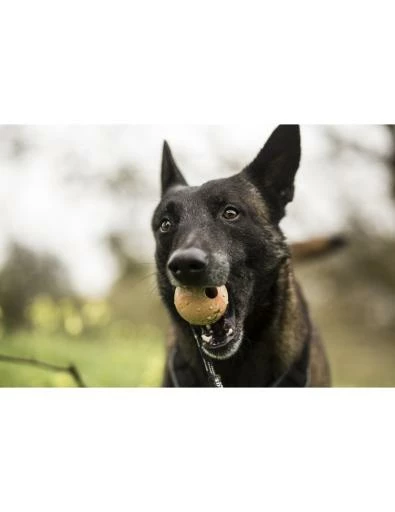 Julius K9 Balle Idc à Poignée 4 Julius K9 Balle Idc à Poignée – Image 2