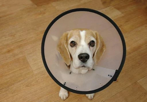 The Company Of Animals Collier Intelligent En Plastique Elizabethan 4 The Company Of Animals Collier Intelligent En Plastique Elizabethan – Image 2