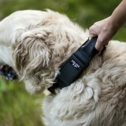 Julius K9 Collier De Couleur Et De Gris Avec Poignée Noire -Miscota Soldes Boutique perro con collar agarre 62dfd5bd0c049 g