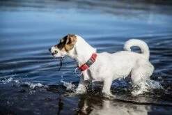 Julius K9 Collier En Nylon Avec Anneau Rouge 7 Julius K9 Collier En Nylon Avec Anneau Rouge -Miscota Soldes Boutique perro con collar rojo nailon 6304ef5498bf5 g