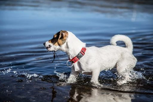 Julius K9 Collier En Nylon Avec Anneau Rouge 4 Julius K9 Collier En Nylon Avec Anneau Rouge – Image 2