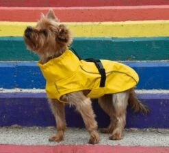 Nayeco Impermeable London Amarillo Para Perros -Miscota Soldes Boutique perro con impermeable amarillo de nayeco 631754e654007 g