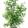 Fluval Plante Bacopa Verte -Miscota Soldes Boutique planta bacopa verde 1 g
