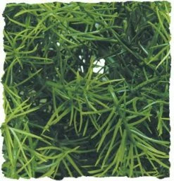 Zoo Med Planta De Plastico Cashuarina Grande