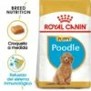 Royal Canin Poodle Puppy Aliment Pour Chiots -Miscota Soldes Boutique poodle puppy 2 g