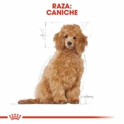 Royal Canin Poodle Puppy Aliment Pour Chiots -Miscota Soldes Boutique poodle puppy 6 g