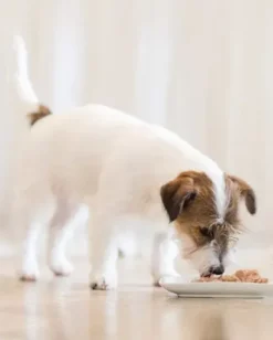 Lot 24 Schesir Poisson De L'océan En Conserve Avec Thon -Miscota Soldes Boutique schesir prodotti cane umido 62d687f6bb831 g 1