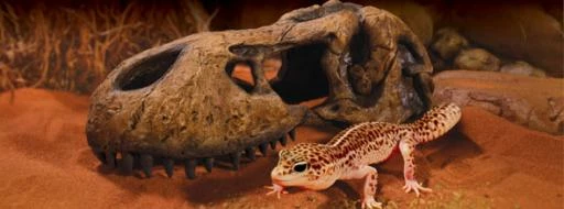 Exo Terra Grotte T-Rex Skull 4 Exo Terra Grotte T-Rex Skull – Image 2