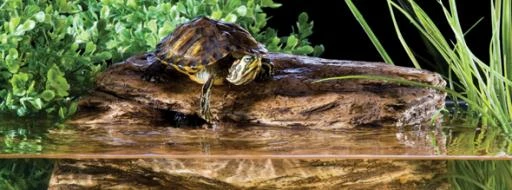 Exo Terra Filtre Et Rock Pour Tortue Turtle Cliff 9 Exo Terra Filtre Et Rock Pour Tortue Turtle Cliff – Image 7